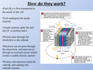 How do they work?
•Fuel (H2) is first transported to
the anode of the cell
•Fuel undergoes the anode
reaction
•Anode reaction splits the fuel
into H+
(a proton) and e-
•Protons pass through the
electrolyte to the cathode
•Electrons can not pass through
the electrolyte, and must travel
through an external circuit which
creates a usable electric current
•Protons and electrons reach the
cathode, and undergo the
cathode reaction
 