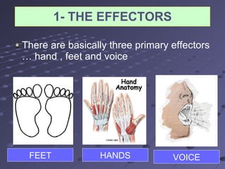 1- THE EFFECTORS There are basically three primary effectors … hand , feet and voice  FEET HANDS VOICE 