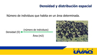 Número de individuos que habita en un área determinada.
Densidad y distribución espacial
Densidad (D)
(número de individuo...