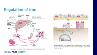 Comprehensive Overview of Iron Homeostasis Disorders and Management | PPTX