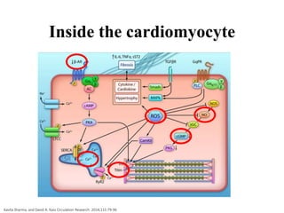 Inside the cardiomyocyte
Kavita Sharma, and David A. Kass Circulation Research. 2014;115:79-96
 