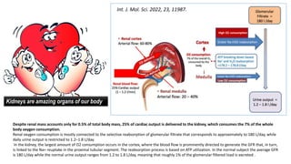 Despite renal mass accounts only for 0.5% of total body mass, 25% of cardiac output is delivered to the kidney, which consumes the 7% of the whole
body oxygen consumption.
Renal oxygen consumption is mostly connected to the selective reabsorption of glomerular filtrate that corresponds to approximately to 180 L/day, while
daily urine output is restricted to 1.2–1.8 L/day.
In the kidney, the largest amount of O2 consumption occurs in the cortex, where the blood flow is prominently directed to generate the GFR that, in turn,
is linked to the Na+ reuptake in the proximal tubular segment. The reabsorption process is based on ATP utilization. In the normal subject the average GFR
is 180 L/day while the normal urine output ranges from 1.2 to 1.8 L/day, meaning that roughly 1% of the glomerular filtered load is excreted .
Int. J. Mol. Sci. 2022, 23, 11987.
Kidneys are amazing organs of our body
 