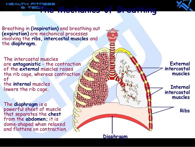 Hft respiratory system