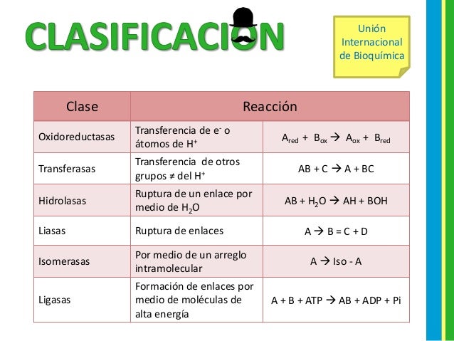 Clasificación enzimas