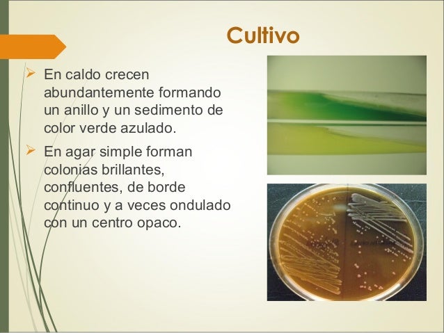 Bacteriologia