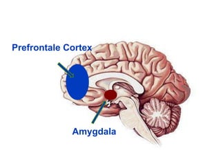 Prefrontale Cortex
Amygdala
 