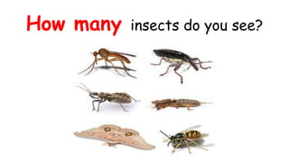 How many insects do you see?
 