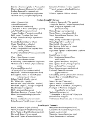 Pinyons (Pinus monophylla or Pinus edulis)     Smoketree, Common (Cotinus coggyria)
Planetree, London (Platanus X acerifolia)      *Tree-of-heaven or Ailanthus (Ailanthus
Redbud, Eastern (Cercis canadensis)                   altissima)
Redcedar, Eastern (Juniperus virginiana)       Zelkova, Japanese (Zelkova serrata)
*Russian-olive (Elaeagnus angustifolia)

                                  Medium Drought Tolerance
Alders (Alnus species)                        Lindens or Basswoods (Tilia species)
Apple (Malus pumila)                          +Magnolia, Southern (Magnolia grandiflora)
Apricot (Prunus armeniaca)                    Maple, Canyon or Bigtooth (Acer
Arborvitaes or White-cedars (Thuja species)           grandidentatum)
Ash, White (Fraxinus americana)               Maple, Hedge (Acer campestre)
*Aspen, Quaking (Populus tremuloides)         Maple, Norway (Acer platanoides)
Baldcypress (Taxodium distichum)              Maple, Purpleblow or Shantung (Acer
Catalpa, Umbrella (Catalpa bignonioides               truncatum)
        'Nana')                               Maple, Rocky Mountain (Acer glabrum)
Cedar of Lebanon (Cedrus libani)              Maple, Sugar (Acer saccharum)
Cedar, Atlas (Cedrus atlantica)               Oak, English (Quercus robur)
+Cedar, Deodar (Cedrus deodar)                Oak, Northern Red (Quercus rubra)
Cherry, European Bird, or May Day Tree        Oak, White (Quercus alba)
        (Prunus padus)                        Pagodatree, Japanese or Scholar-tree (Sophora
Cherries, Ornamental (Prunus yedoensis and            japonica)
        others)                               Peach (Prunus persica)
Cherry, Sour (Prunus cerasus)                 Pine, Himalayan or Bhutan (Pinus
Cherry, Sweet (Prunus avium)                          wallichiana)
Chokecherry, Common (Prunus virginiana)       Pine, Japanese Red (Pinus densiflora)
*Cottonwoods or Poplars (Populus species;     Pine, Japanese White (Pinus parviflora)
        some)                                 Pine, Lacebark (Pinus bungeana)
Crabapples (Malus species)                    Plums (Prunus domestica and others)
+Crapemyrtle (Lagerstroemia indica)           Redwood, Dawn (Metasequoia
Dogwood, Corneliancherry (Cornus mas)                 glyptostroboides)
Falsecypress, Hinoki or Hinoki Cypress        Serviceberry, Downy (Amelanchier arborea)
        (Chamaecyparis obtusa)                Spruce, Blue or Colorado Blue (Picea
Filbert, Turkish (Corylus colurna)                    pungens)
Fir, White (Abies concolor)                   Spruce, Norway (Picea abies)
Goldenchain Tree (Laburnum X watereri)        Spruce, Serbian (Picea omorika)
Hawthorn, English (Crataegus laevigata)       Spruce, White or Blackhills (Picea glauca)
Hazelnuts (Corylus species)                   Sweetgum or American Sweetgum
Holly, American (Ilex opaca)                          (Liquidambar styraciflua)
Hornbeam, European (Carpinus betulus)         Walnuts (Juglans species)
Horsechestnuts or Buckeyes (Aesculus          Yellow-poplar or Tuliptree or Tulip-poplar
        species)                              (Liriodendron tulipifera)
Incense-cedar (Calocedrus decurrens)          Yellowwood (Cladrastis lutea or kentuckea)
Lilac, Japanese Tree (Syringa reticulata)

                                   Low Drought Tolerance
Beech, European (Fagus sylvatica)              Douglas-fir (Pseudotsuga menziesii)
*Birch, European White (Betula pendula)        Katsuratree (Cercidiphyllum japonicum)
Birch, Water or River (Betula occidentalis)    Larches (Larix species)
Dogwood, Kousa (Cornus kousa)                  Magnolias (Magnolia species; most)
Dogwood, Pagoda (Cornus alternifolia)          Maple, Japanese (Acer palmatum)
 