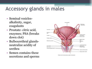 Accessory glands in males 
• Seminal vesicles-alkalinity, 
sugar, 
coagulants 
• Prostate- citric acid, 
enzymes; PSA (breaks 
down clot) 
• Bulbourethral glands-neutralize 
acidity of 
urethra 
• Semen contains these 
secretions and sperms 
 