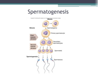 Spermatogenesis 
 