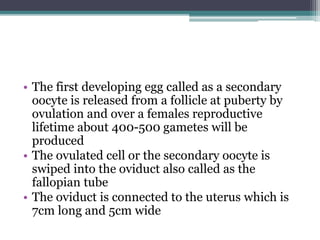 • The first developing egg called as a secondary 
oocyte is released from a follicle at puberty by 
ovulation and over a females reproductive 
lifetime about 400-500 gametes will be 
produced 
• The ovulated cell or the secondary oocyte is 
swiped into the oviduct also called as the 
fallopian tube 
• The oviduct is connected to the uterus which is 
7cm long and 5cm wide 
 