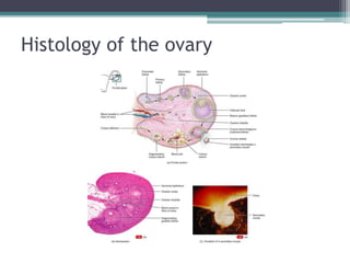 Histology of the ovary 
 
