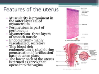Features of the uterus 
• Muscularity is prominent in 
the outer layer called 
myometrium 
• Perimetrium is part of 
peritoneum 
• Myometrium- three layers 
of smooth muscle 
• Endometrium- highly 
vascularized; secretory 
• This blood rich 
endometrium is shed during 
menstruation if fertilization 
has not taken place 
• The lower neck of the uterus 
is termed as cervix that 
opens into the vagina 
 