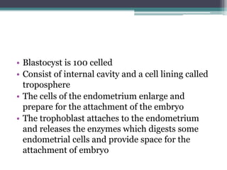 • Blastocyst is 100 celled 
• Consist of internal cavity and a cell lining called 
troposphere 
• The cells of the endometrium enlarge and 
prepare for the attachment of the embryo 
• The trophoblast attaches to the endometrium 
and releases the enzymes which digests some 
endometrial cells and provide space for the 
attachment of embryo 
 