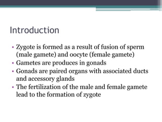 Introduction 
• Zygote is formed as a result of fusion of sperm 
(male gamete) and oocyte (female gamete) 
• Gametes are produces in gonads 
• Gonads are paired organs with associated ducts 
and accessory glands 
• The fertilization of the male and female gamete 
lead to the formation of zygote 
 