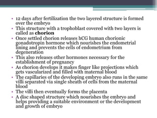 • 12 days after fertilization the two layered structure is formed 
over the embryo 
• This structure with a trophoblast covered with two layers is 
called as chorion 
• Once settled chorion releases hCG human chorionic 
gonadotropin hormone which nourishes the endometrial 
lining and prevents the cells of endometrium from 
degeneration 
• This also releases other hormones necessary for the 
establishment of pregnancy 
• As chorion develops it makes finger like projections which 
gets vascularized and filled with maternal blood 
• The capillaries of the developing embryo also runs in the same 
villi separated via single sheath of cells from the maternal 
blood 
• The villi then eventually forms the placenta 
• A disc shaped structure which nourishes the embryo and 
helps providing a suitable environment or the development 
and growth of embryo 
 