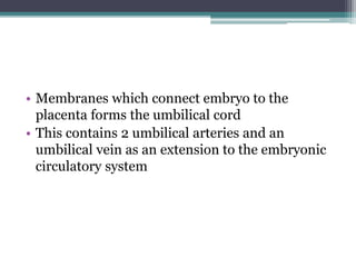 • Membranes which connect embryo to the 
placenta forms the umbilical cord 
• This contains 2 umbilical arteries and an 
umbilical vein as an extension to the embryonic 
circulatory system 
 