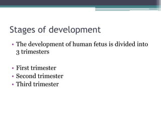 Stages of development 
• The development of human fetus is divided into 
3 trimesters 
• First trimester 
• Second trimester 
• Third trimester 
 