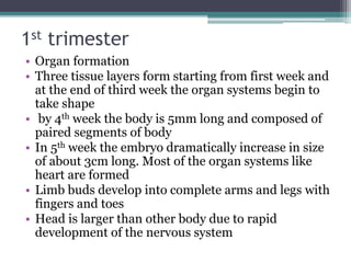 1st trimester 
• Organ formation 
• Three tissue layers form starting from first week and 
at the end of third week the organ systems begin to 
take shape 
• by 4th week the body is 5mm long and composed of 
paired segments of body 
• In 5th week the embryo dramatically increase in size 
of about 3cm long. Most of the organ systems like 
heart are formed 
• Limb buds develop into complete arms and legs with 
fingers and toes 
• Head is larger than other body due to rapid 
development of the nervous system 
 