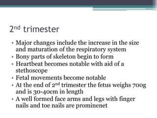 2nd trimester 
• Major changes include the increase in the size 
and maturation of the respiratory system 
• Bony parts of skeleton begin to form 
• Heartbeat becomes notable with aid of a 
stethoscope 
• Fetal movements become notable 
• At the end of 2nd trimester the fetus weighs 700g 
and is 30-40cm in length 
• A well formed face arms and legs with finger 
nails and toe nails are prominenet 
 