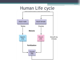 Human Life cycle 
 
