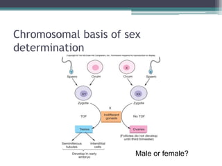 Chromosomal basis of sex 
determination 
Male or female? 
 