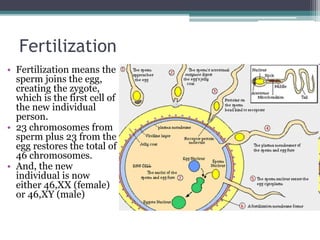 Fertilization 
• Fertilization means the 
sperm joins the egg, 
creating the zygote, 
which is the first cell of 
the new individual 
person. 
• 23 chromosomes from 
sperm plus 23 from the 
egg restores the total of 
46 chromosomes. 
• And, the new 
individual is now 
either 46,XX (female) 
or 46,XY (male) 
 