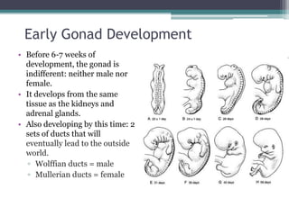 Early Gonad Development 
• Before 6-7 weeks of 
development, the gonad is 
indifferent: neither male nor 
female. 
• It develops from the same 
tissue as the kidneys and 
adrenal glands. 
• Also developing by this time: 2 
sets of ducts that will 
eventually lead to the outside 
world. 
▫ Wolffian ducts = male 
▫ Mullerian ducts = female 
 