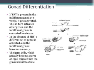 Gonad Differentiation 
• If SRY is present in the 
indifferent gonad at 6 
weeks, it gets activated. 
This in turn activates 
other genes, and the 
indifferent gonad is 
converted to a testes. 
• In the absence of SRY, a 
different set of genes is 
activated, and the 
indifferent gonad 
becomes an ovary. 
• The germ cells, which 
actually become sperm 
or eggs, migrate into the 
gonad about this time. 
 