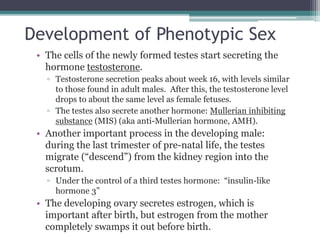 Development of Phenotypic Sex 
• The cells of the newly formed testes start secreting the 
hormone testosterone. 
▫ Testosterone secretion peaks about week 16, with levels similar 
to those found in adult males. After this, the testosterone level 
drops to about the same level as female fetuses. 
▫ The testes also secrete another hormone: Mullerian inhibiting 
substance (MIS) (aka anti-Mullerian hormone, AMH). 
• Another important process in the developing male: 
during the last trimester of pre-natal life, the testes 
migrate (“descend”) from the kidney region into the 
scrotum. 
▫ Under the control of a third testes hormone: “insulin-like 
hormone 3” 
• The developing ovary secretes estrogen, which is 
important after birth, but estrogen from the mother 
completely swamps it out before birth. 
 