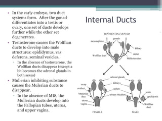 Internal Ducts 
• In the early embryo, two duct 
systems form. After the gonad 
differentiates into a testis or 
ovary, one set of ducts develops 
further while the other set 
degenerates. 
• Testosterone causes the Wolffian 
ducts to develop into male 
structures: epididymus, vas 
deferens, seminal vesicles. 
▫ In the absence of testosterone, the 
Wolffian ducts disappear (except a 
bit becomes the adrenal glands in 
both sexes) 
• Mullerian inhibiting substance 
causes the Mulerian ducts to 
disappear. 
▫ In the absence of MIS, the 
Mullerian ducts develop into 
the Fallopian tubes, uterus, 
and upper vagina. 
 