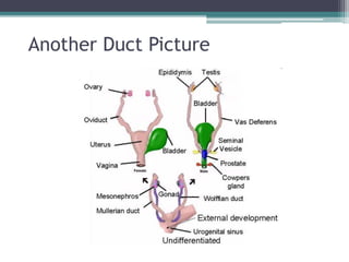 Another Duct Picture 
 