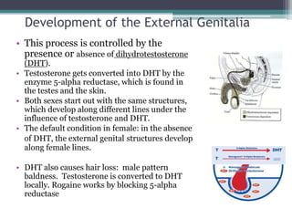 Development of the External Genitalia 
• This process is controlled by the 
presence or absence of dihydrotestosterone 
(DHT). 
• Testosterone gets converted into DHT by the 
enzyme 5-alpha reductase, which is found in 
the testes and the skin. 
• Both sexes start out with the same structures, 
which develop along different lines under the 
influence of testosterone and DHT. 
• The default condition in female: in the absence 
of DHT, the external genital structures develop 
along female lines. 
• DHT also causes hair loss: male pattern 
baldness. Testosterone is converted to DHT 
locally. Rogaine works by blocking 5-alpha 
reductase 
 