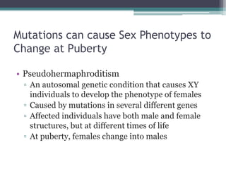 Mutations can cause Sex Phenotypes to 
Change at Puberty 
• Pseudohermaphroditism 
▫ An autosomal genetic condition that causes XY 
individuals to develop the phenotype of females 
▫ Caused by mutations in several different genes 
▫ Affected individuals have both male and female 
structures, but at different times of life 
▫ At puberty, females change into males 
 