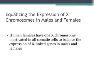 Equalizing the Expression of X 
Chromosomes in Males and Females 
• Human females have one X chromosome 
inactivated in all somatic cells to balance the 
expression of X-linked genes in males and 
females 
 