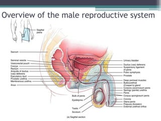 Overview of the male reproductive system 
 