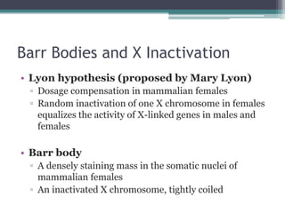 Barr Bodies and X Inactivation 
• Lyon hypothesis (proposed by Mary Lyon) 
▫ Dosage compensation in mammalian females 
▫ Random inactivation of one X chromosome in females 
equalizes the activity of X-linked genes in males and 
females 
• Barr body 
▫ A densely staining mass in the somatic nuclei of 
mammalian females 
▫ An inactivated X chromosome, tightly coiled 
 