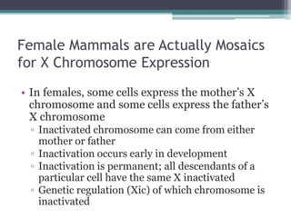 Female Mammals are Actually Mosaics 
for X Chromosome Expression 
• In females, some cells express the mother’s X 
chromosome and some cells express the father’s 
X chromosome 
▫ Inactivated chromosome can come from either 
mother or father 
▫ Inactivation occurs early in development 
▫ Inactivation is permanent; all descendants of a 
particular cell have the same X inactivated 
▫ Genetic regulation (Xic) of which chromosome is 
inactivated 
 