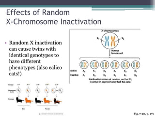 Effects of Random 
X-Chromosome Inactivation 
• Random X inactivation 
can cause twins with 
identical genotypes to 
have different 
phenotypes (also calico 
cats!) 
Fig. 7-20, p. 171 
 