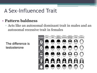 A Sex-Influenced Trait 
• Pattern baldness 
▫ Acts like an autosomal dominant trait in males and an 
autosomal recessive trait in females 
The difference is 
testosterone 
 