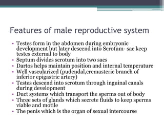 Features of male reproductive system 
• Testes form in the abdomen during embryonic 
development but later descend into Scrotum- sac keep 
testes external to body 
• Septum divides scrotum into two sacs 
• Dartos helps maintain position and internal temperature 
• Well vascularized (pudendal,cremasteric branch of 
inferior epigastric artery) 
• Testes descend into scrotum through inguinal canals 
during development 
• Duct systems which transport the sperms out of body 
• Three sets of glands which secrete fluids to keep sperms 
viable and motile 
• The penis which is the organ of sexual intercourse 
 