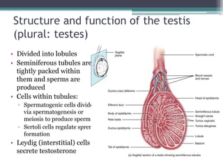 Structure and function of the testis 
(plural: testes) 
• Divided into lobules 
• Seminiferous tubules are 
tightly packed within 
them and sperms are 
produced 
• Cells within tubules: 
▫ Spermatogenic cells divide 
via spermatogenesis or 
meiosis to produce sperm 
▫ Sertoli cells regulate sprem 
formation 
• Leydig (interstitial) cells 
secrete testosterone 
 