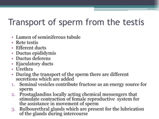 Transport of sperm from the testis 
• Lumen of seminiferous tubule 
• Rete testis 
• Efferent ducts 
• Ductus epididymis 
• Ductus deferens 
• Ejaculatory ducts 
• Urethra 
• During the transport of the sperm there are different 
secretions which are added 
1. Seminal vesicles contribute fructose as an energy source for 
sperm 
2. Prostaglandins locally acting chemical messengers that 
stimulate contraction of female reproductive system for 
the assistance in movement of sperm 
3. Bulbourethral glands which are present for the lubrication 
of the glands during intercourse 
 
