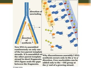 DNA structure and chromosome organization | PPTX