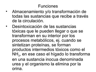 Funciones Almacenamiento y/o transformación de todas las sustancias que recibe a través de la circulación. Desintoxicación de las sustancias tóxicas que le pueden llegar o que se transforman en su interior por los procesos metabólicos, ej. cuando se sintetizan proteínas, se forman productos intermedios tóxicos como el NH 3 , en ese caso el hígado lo transforma en una sustancia inocua denominada urea y el organismo la elimina por la orina. 