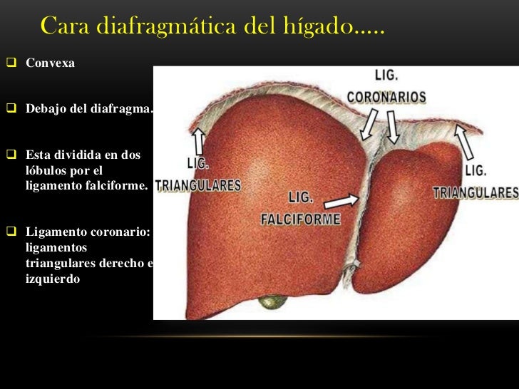 La acta del tratamiento de la psoriasis
