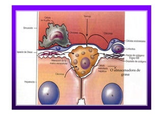 Tipo III



O almacenadora de
      grasa
 
