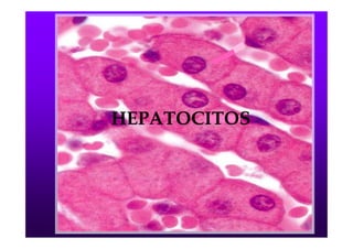 HEPATOCITOS
 
