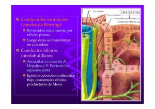 DE HERRING

Conductillos terminales
(canales de Herring):
  Revestidos inicialmente por
  células planas
  Luego éstas se transforman
  en cuboideas
Conductos biliares
interlobulillares:
  Asociadas a ramas de A.
  Hepática y V. Porta en los
  espacios porta
  Epitelio cuboideo o cilíndrico
  bajo, ocasionales células
  productoras de Moco.
 