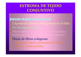 ESTROMA DE TEJIDO
          CONJUNTIVO

Escaso tejido conjuntivo
  Cápsula de Glisson: más gruesa en el hilio
               Glisson:
  En los espacios porta.
  Fibras reticulares: Entre los sinusoides y
  trabéculas de células parenquimatosas.
                        parenquimatosas.
  Haces de fibras colágenas:
                   colágenas:
    Delgados: Espacio perisinusoidal (Disse)
                                      Disse)
    Toscos: Zonas portales
 